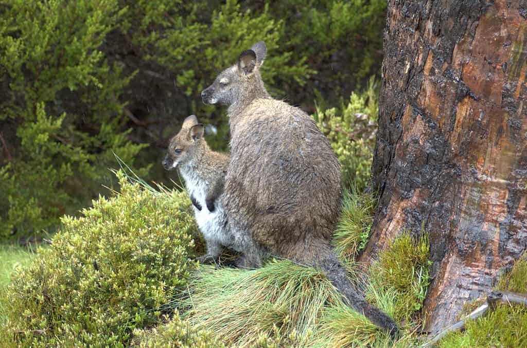 The Complete List of 17 Animals With Pouches