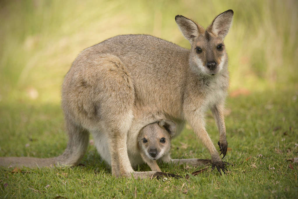 The Complete List of 17 Animals With Pouches