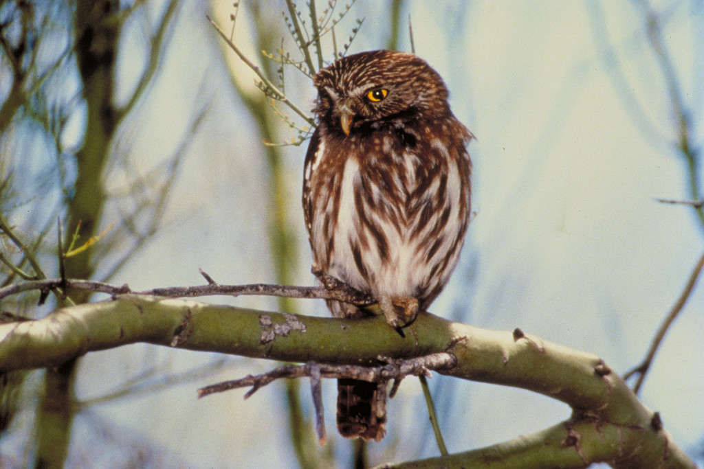 11 Predators That Naturally Hunt and Eat Lizards