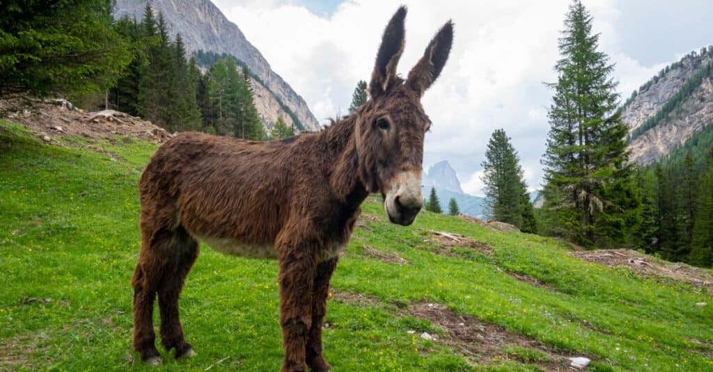 Donkey Prices 2023: Purchase Cost, Supplies, Food, and More!