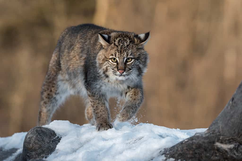 11 Predators That Naturally Hunt and Eat Lizards