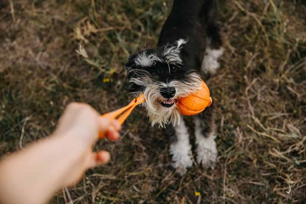 Miniature Schnauzer Size: Growth Chart and Milestones