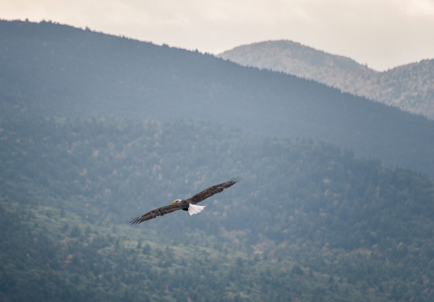 The 6 Best Places and Times to See Bald Eagles in New York