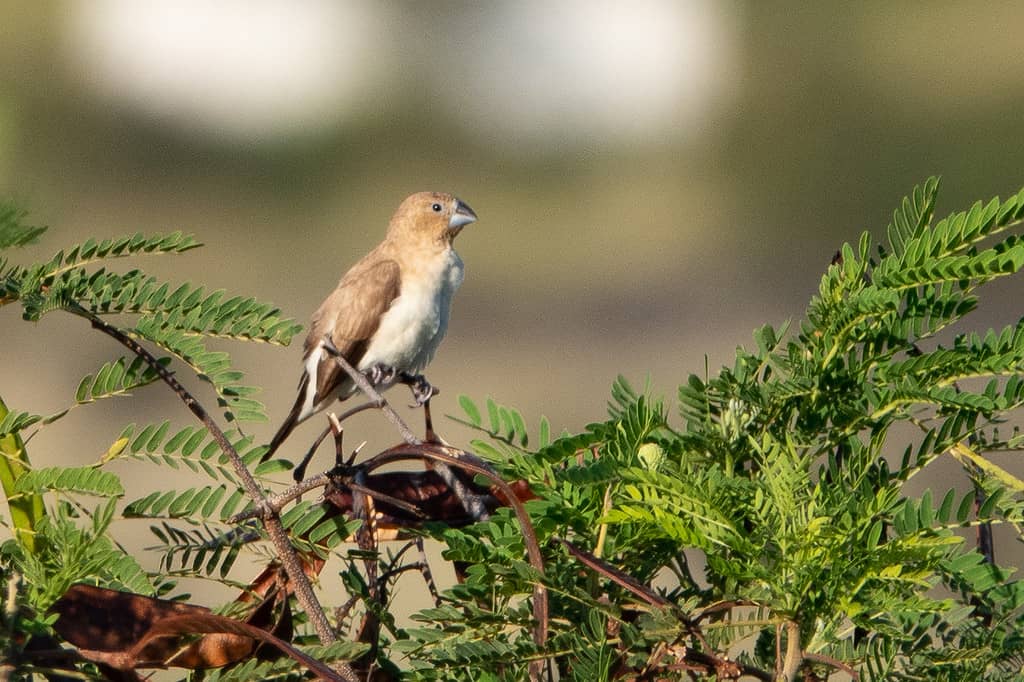 Discover 25 Animals That Call the Sahara Desert Their Home