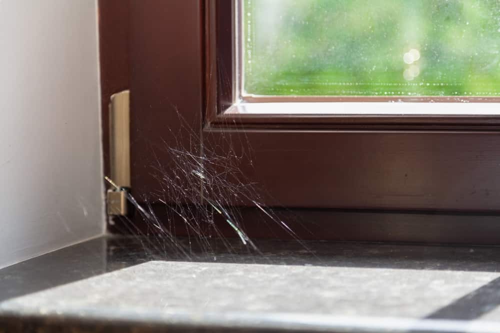 Cobweb vs Spider Web: Is There a Difference?