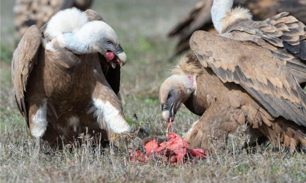 11 Predators That Naturally Hunt and Eat Lizards