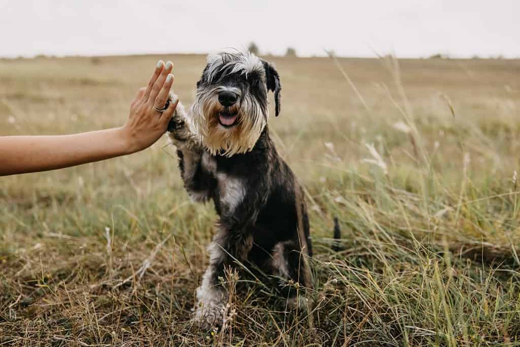 Miniature Schnauzer Size: Growth Chart and Milestones