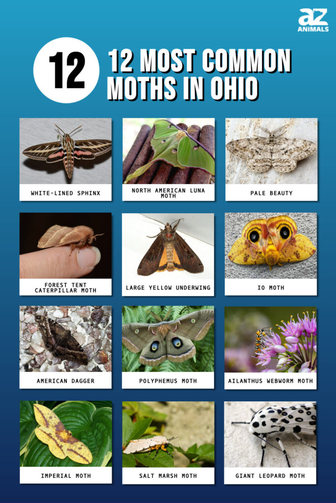 The 12 Most Common Moths You'll Find in Ohio