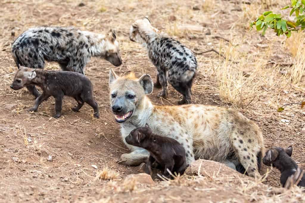 Discover Why All Spotted Hyenas Have External Genitalia