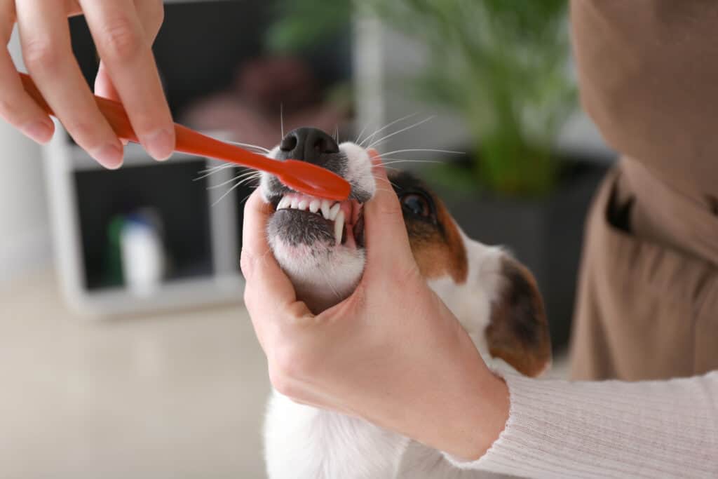 Discover The Scientific Reason For Puppy Breath