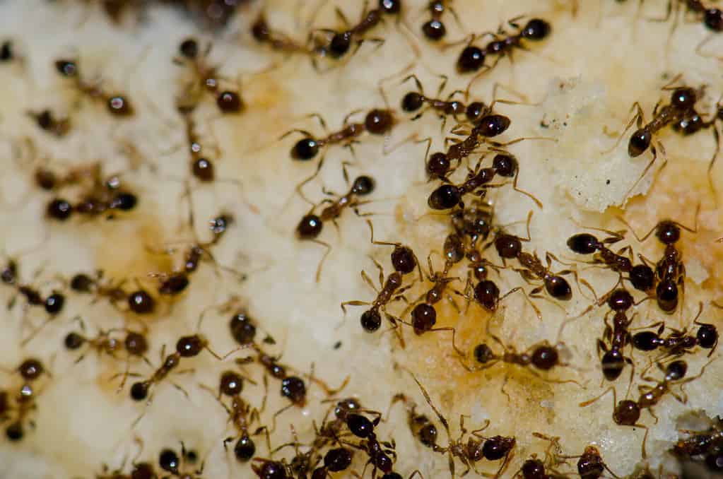 Keep Ants at Bay with this Common Kitchen Staple