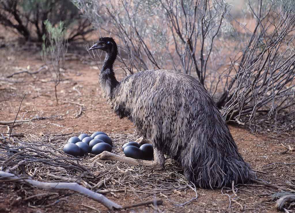 Aggressive Emu Meets Its Match When It Tries Picking a Fight With a Sheep