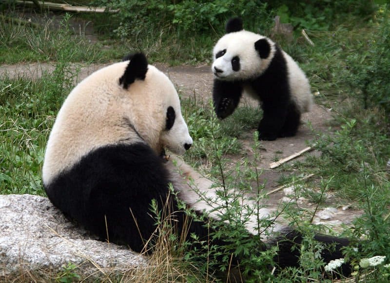 Male vs Female Giant Pandas: 5 Key Differences