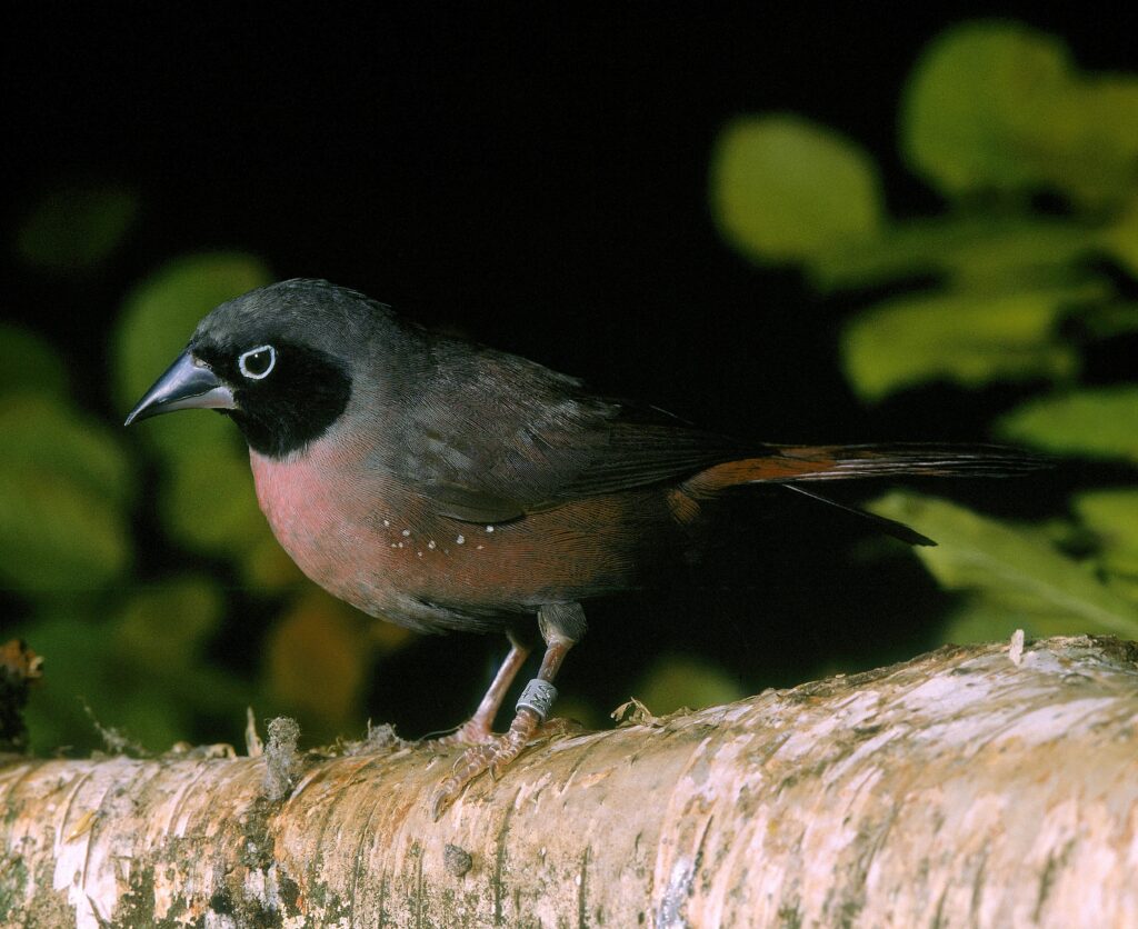 Discover 25 Animals That Call the Sahara Desert Their Home