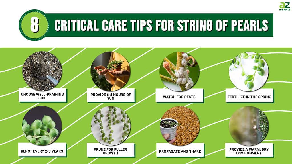 How Often Do You Water a String of Pearls Plant? 8 Critical Tips for a Thriving Plant