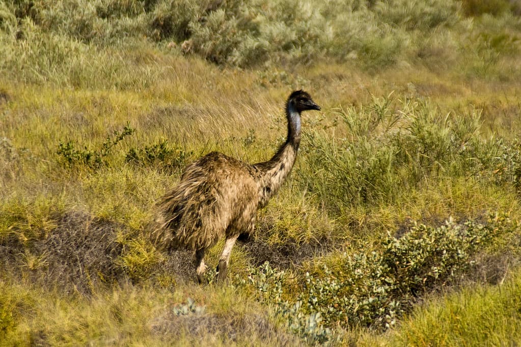 Aggressive Emu Meets Its Match When It Tries Picking a Fight With a Sheep