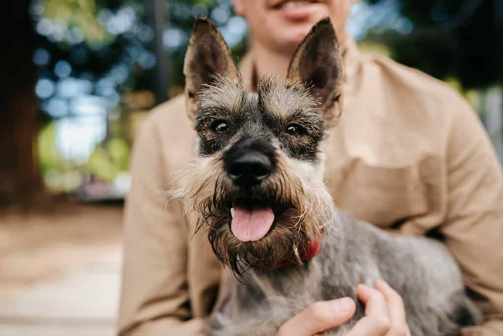 Miniature Schnauzer Size: Growth Chart and Milestones