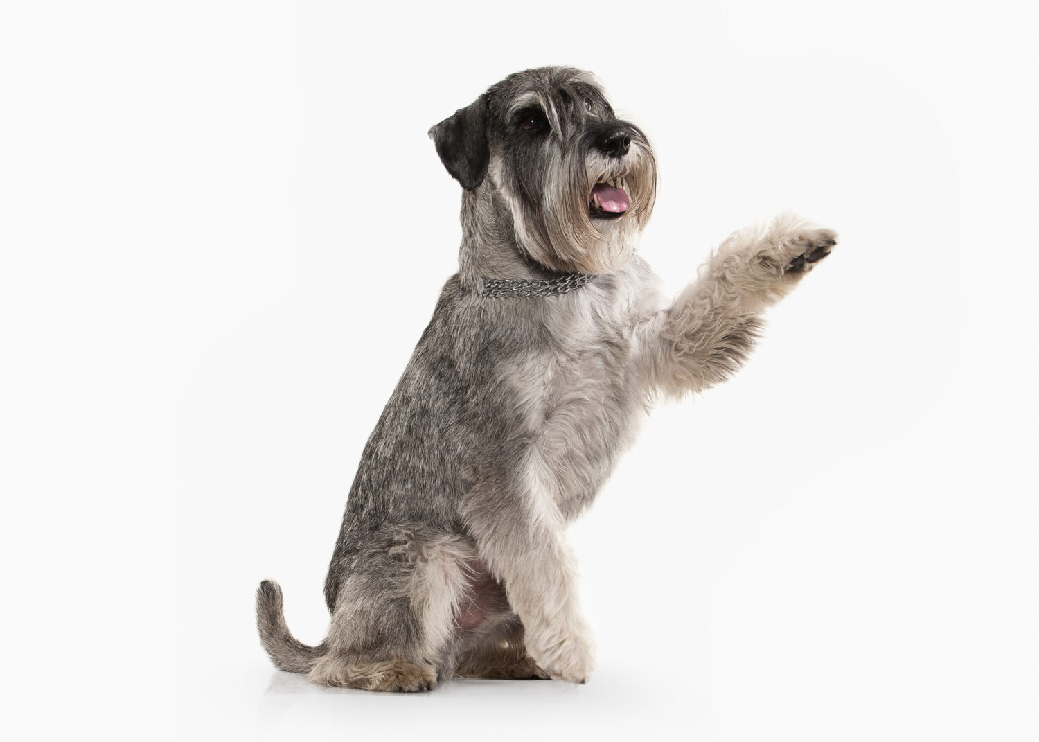 Miniature Schnauzer Size: Growth Chart and Milestones