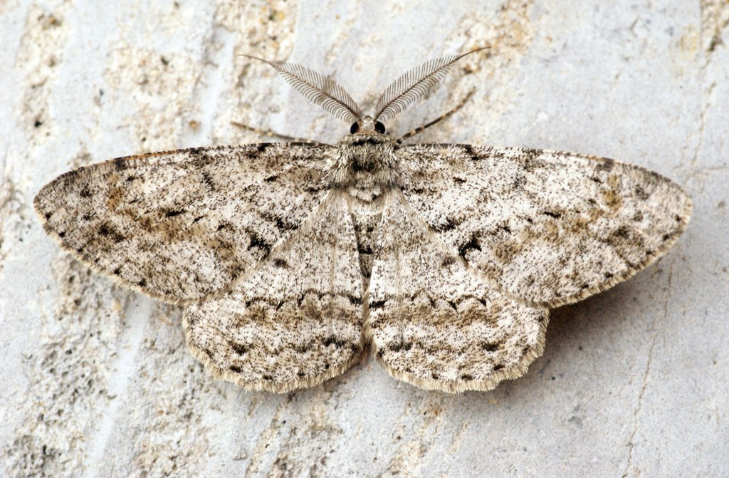 The 12 Most Common Moths You'll Find in Ohio