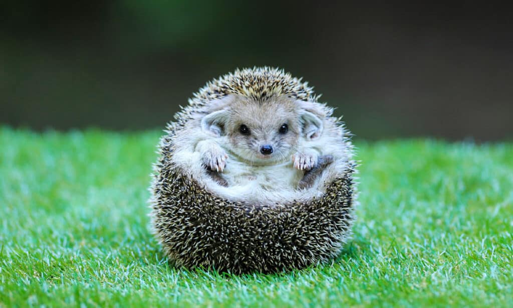 Do Hedgehogs Make Good Pets? Discover the Pros and Cons of Ownership