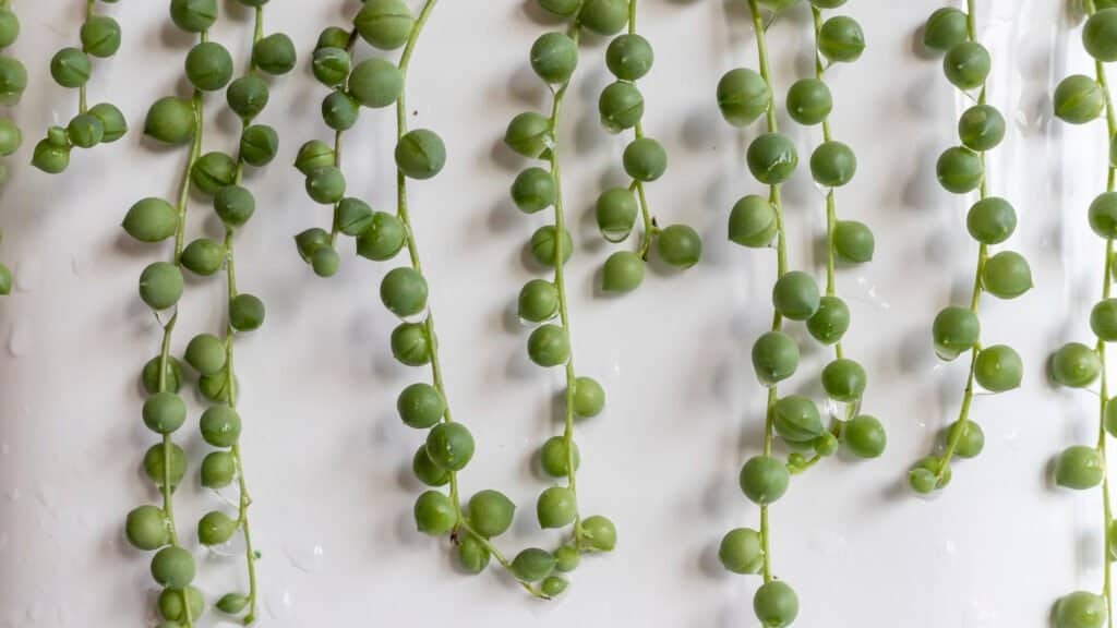 How Often Do You Water a String of Pearls Plant? 8 Critical Tips for a Thriving Plant