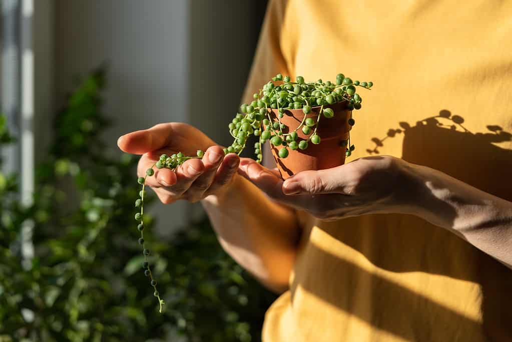 How Often Do You Water a String of Pearls Plant? 8 Critical Tips for a Thriving Plant