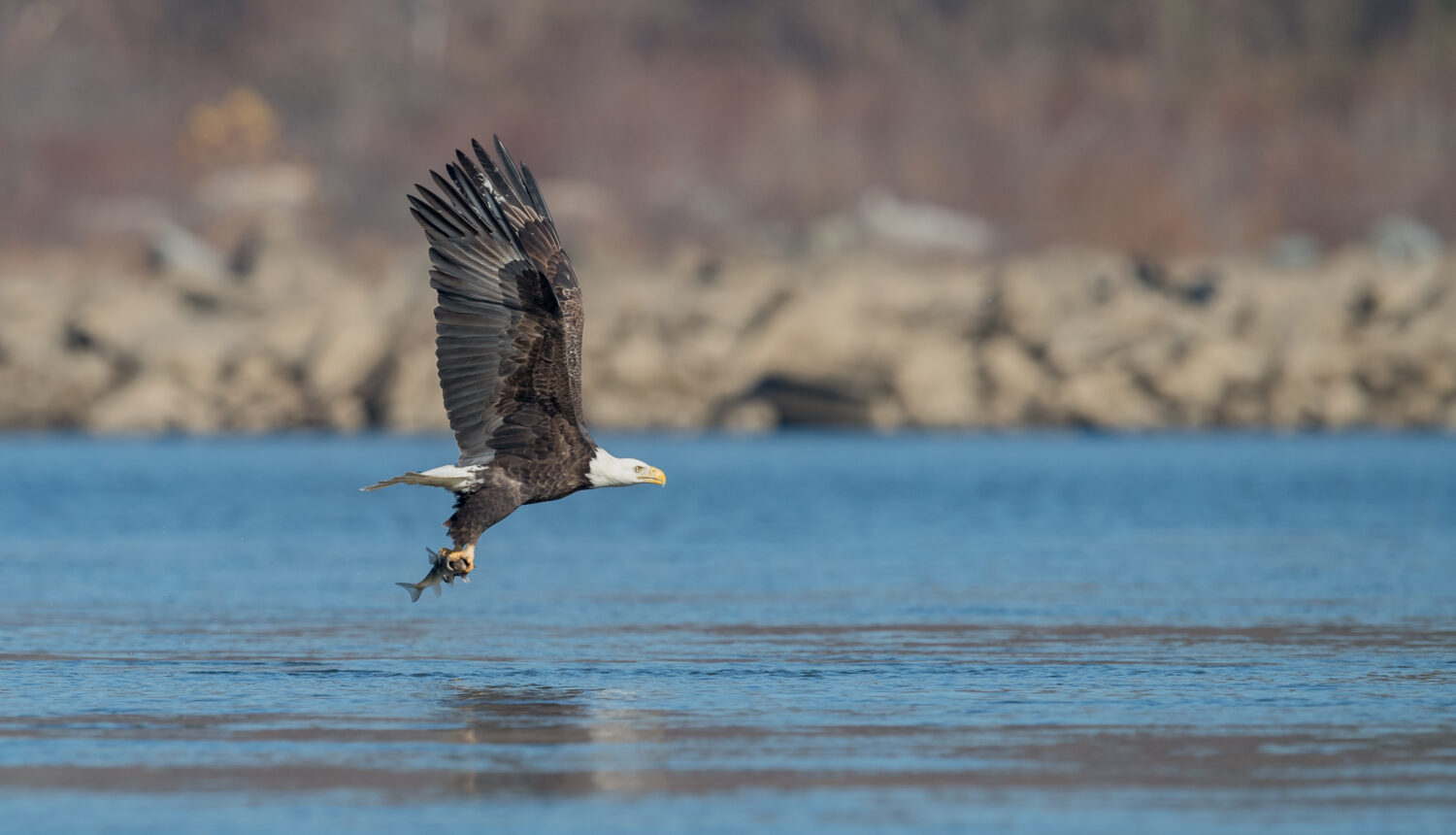 The 6 Best Places and Times to See Bald Eagles in New York