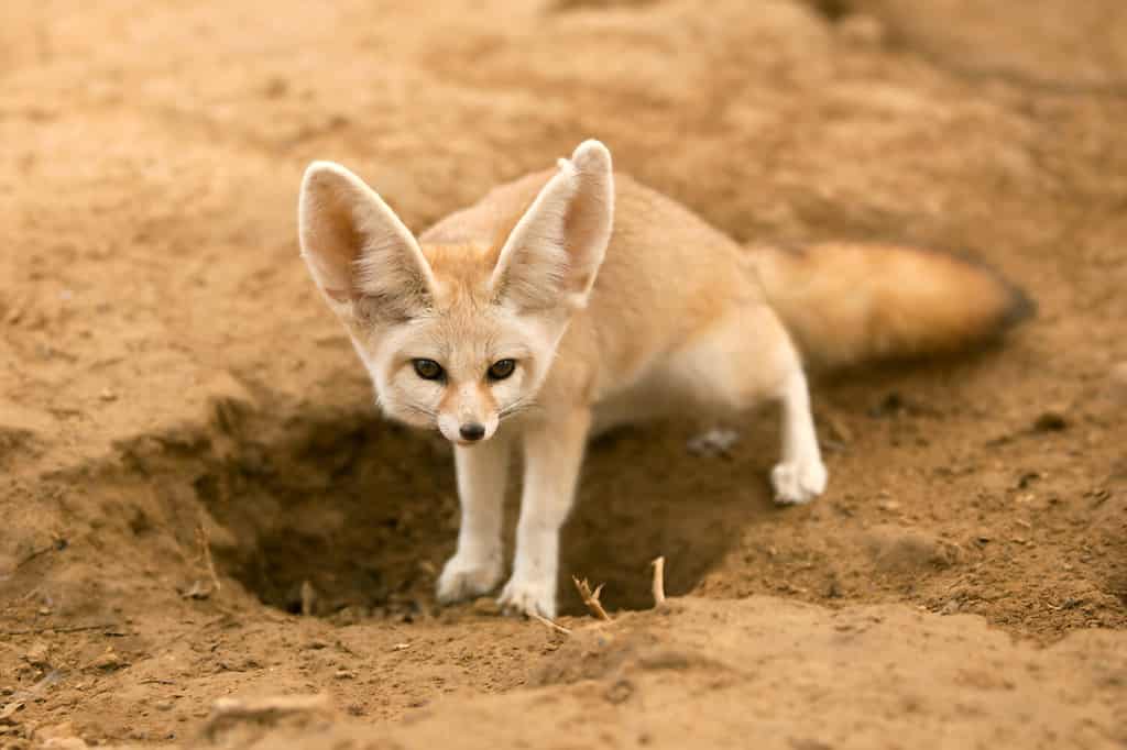 Discover 25 Animals That Call the Sahara Desert Their Home