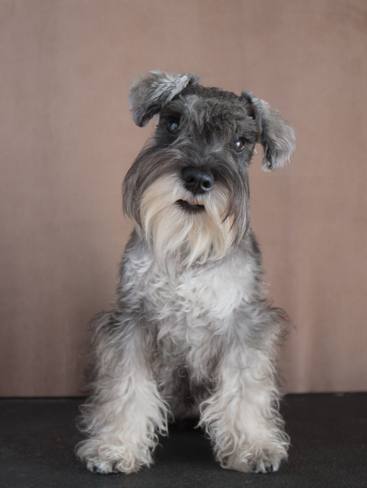 Miniature Schnauzer Size: Growth Chart and Milestones