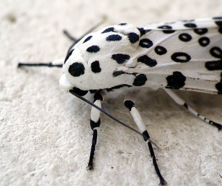 The 12 Most Common Moths You'll Find in Ohio