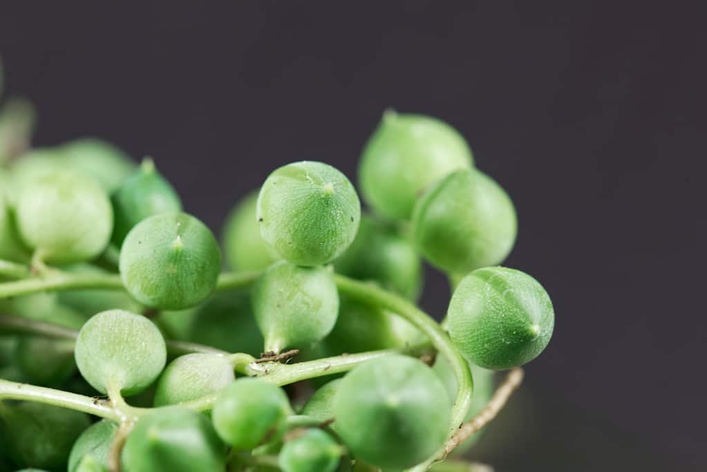 How Often Do You Water a String of Pearls Plant? 8 Critical Tips for a Thriving Plant