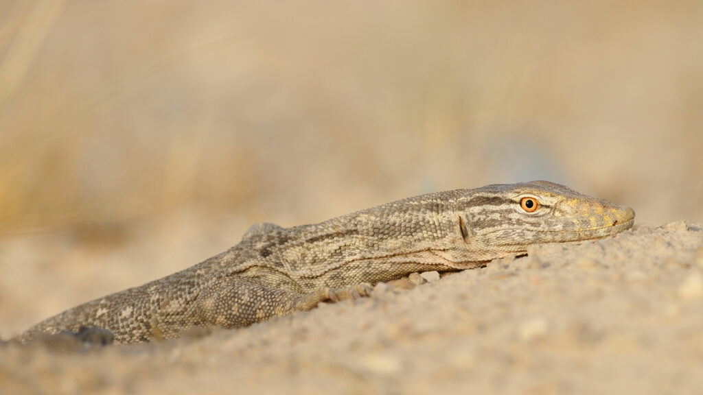 Discover 25 Animals That Call the Sahara Desert Their Home