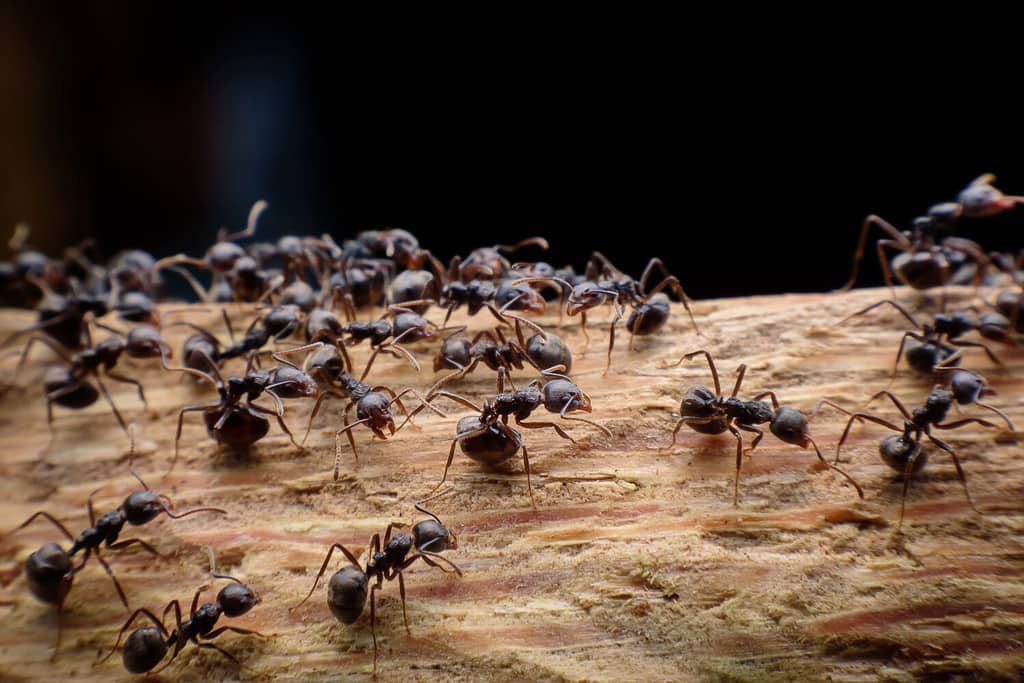 Keep Ants at Bay with this Common Kitchen Staple