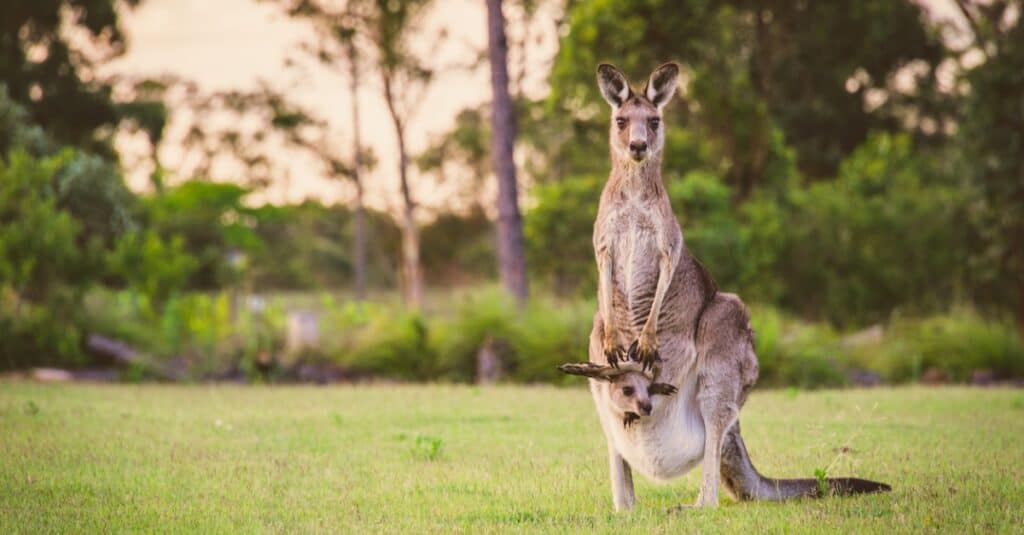 The Complete List of 17 Animals With Pouches