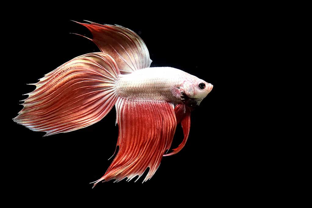 6 Cheapest Betta Fish To Keep as Pets