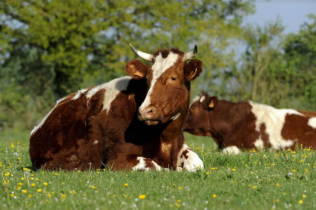 How Do Cows Sleep? 6 Ways They Get Shut-Eye