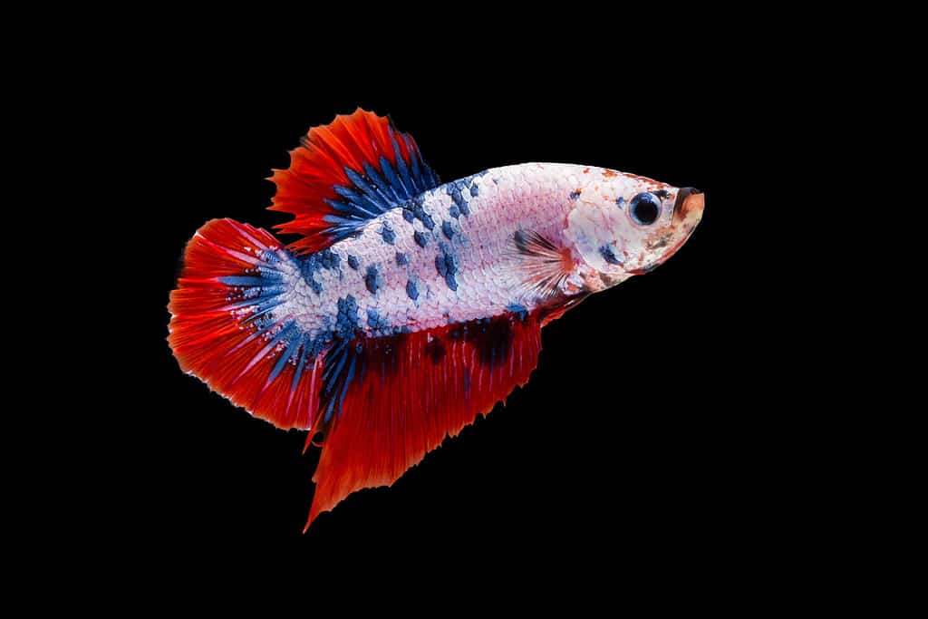 6 Cheapest Betta Fish To Keep as Pets