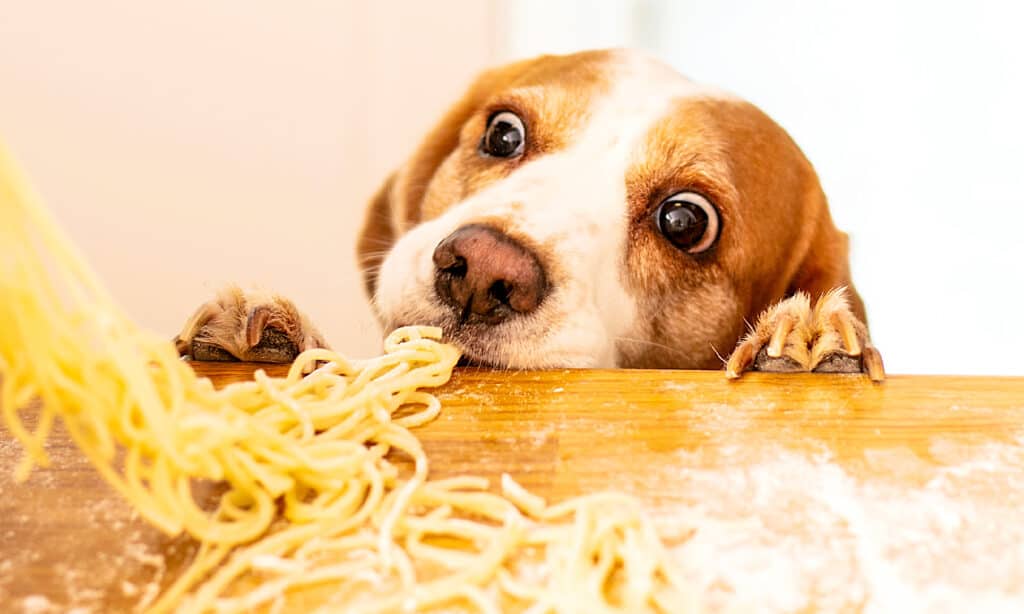 The 200 Best Italian Dog Names and Their Meanings