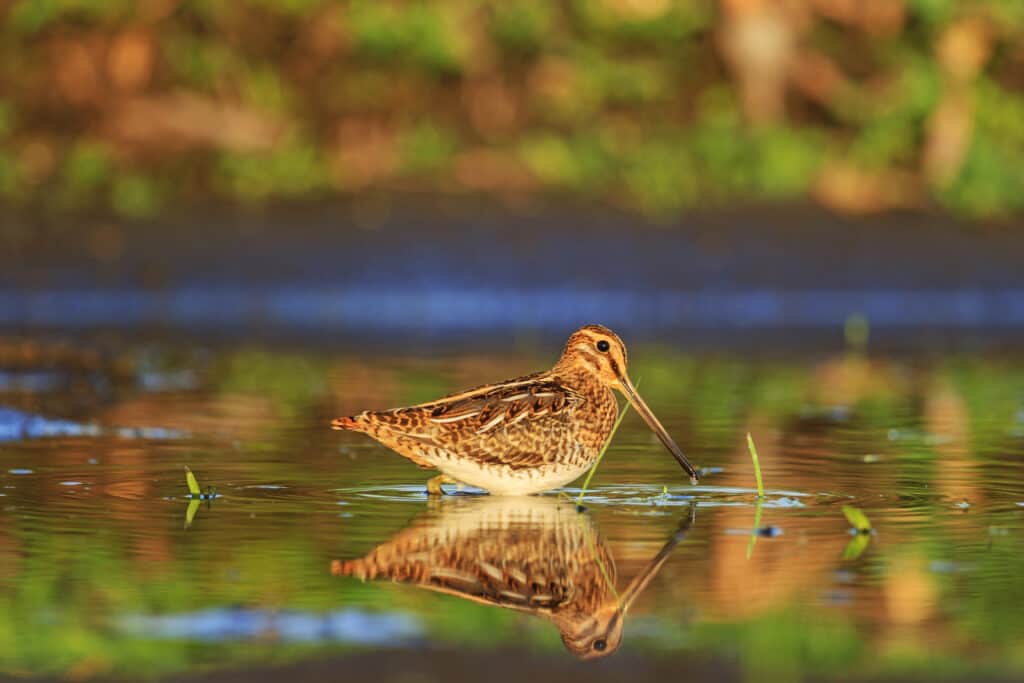 19 Birds With Orange Chests and Bellies: How to Properly Identify Each Kind