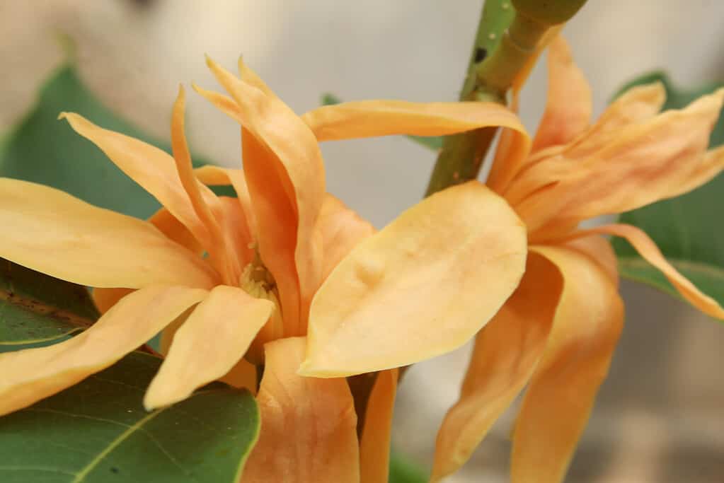 The 8 Best Orange Flowering Trees in Florida