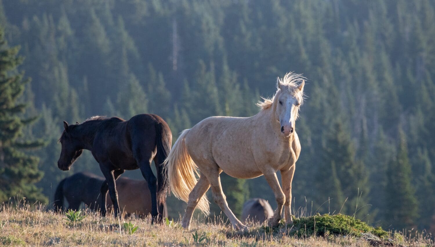 8 Places in America Where You Can Still See Wild Horses