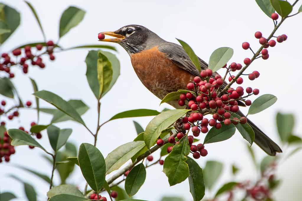 19 Birds With Orange Chests and Bellies: How to Properly Identify Each Kind