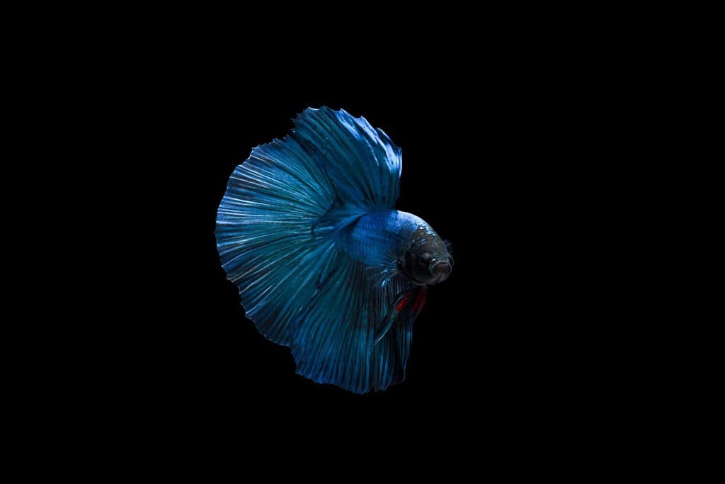 6 Cheapest Betta Fish To Keep as Pets