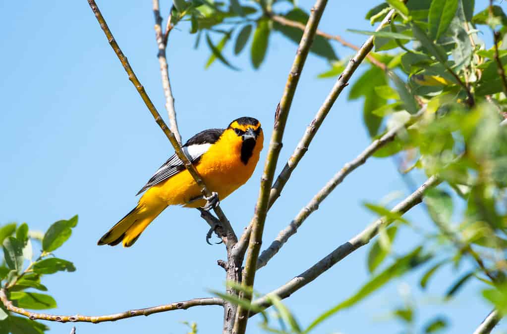 19 Birds With Orange Chests and Bellies: How to Properly Identify Each Kind