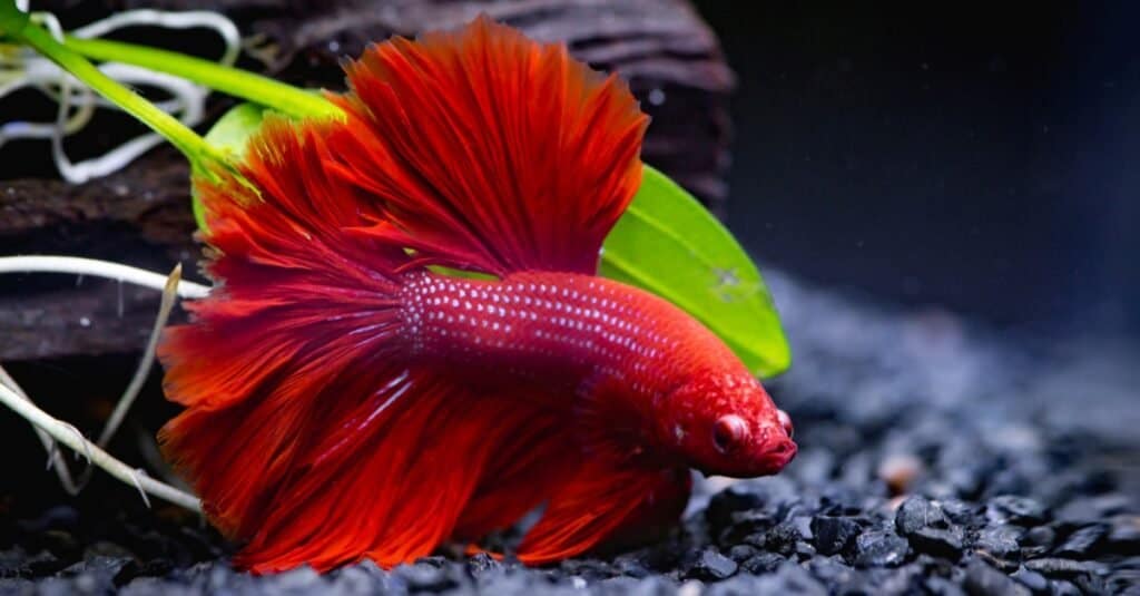 6 Cheapest Betta Fish To Keep as Pets