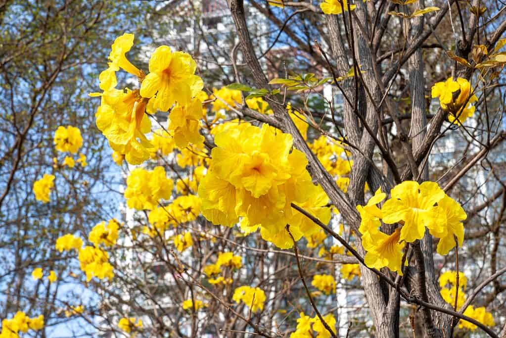 The 8 Best Orange Flowering Trees in Florida