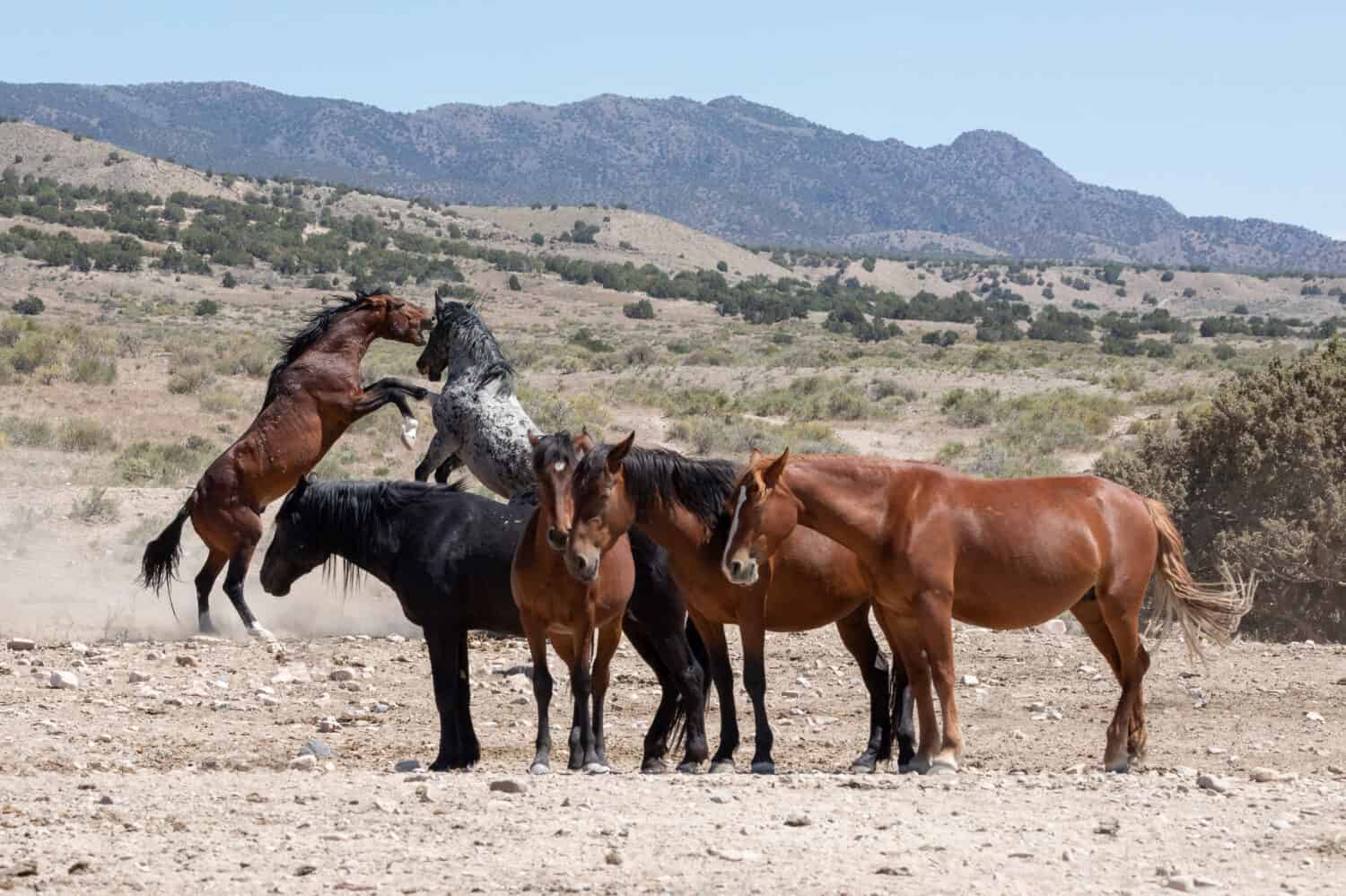 8 Places in America Where You Can Still See Wild Horses