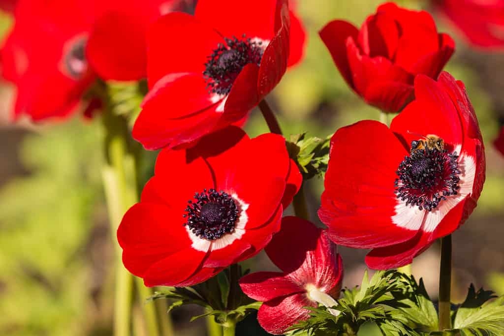 Anemone Flowers: Meaning, Symbolism, and Proper Occasions