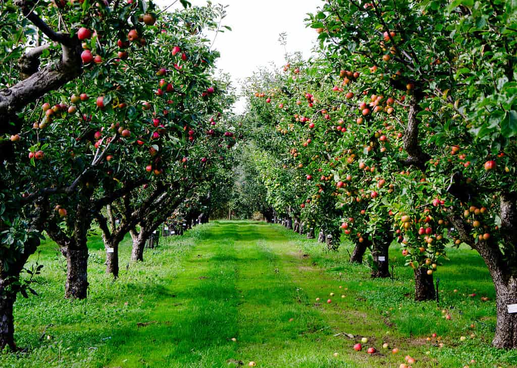 Explore the 10 Best Pumpkin Patches in Delaware To Experience Autumn