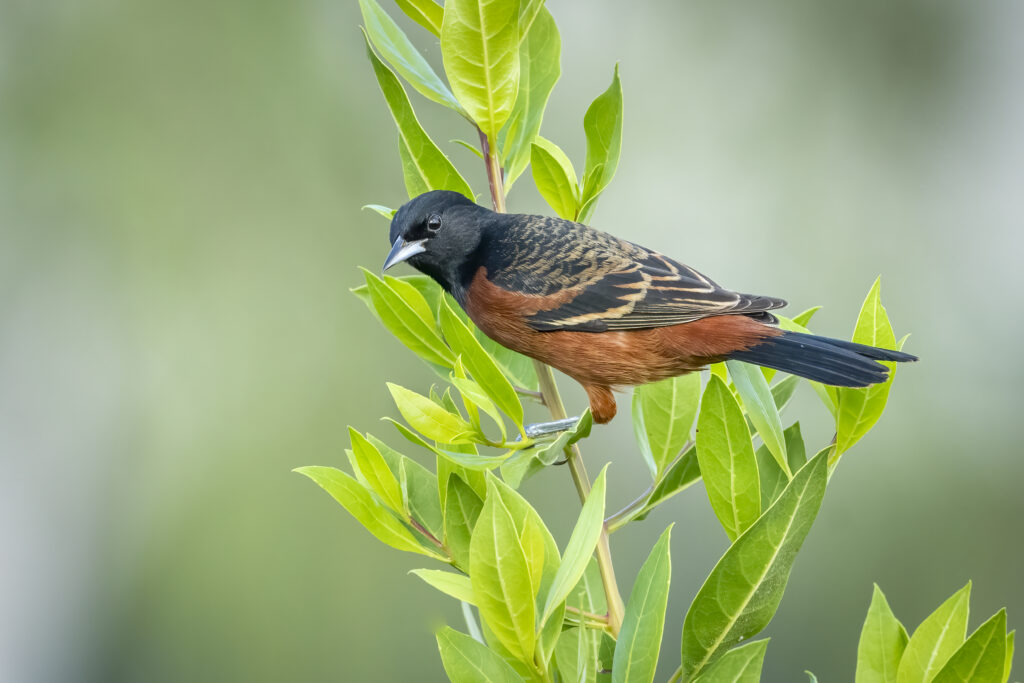 19 Birds With Orange Chests and Bellies: How to Properly Identify Each Kind